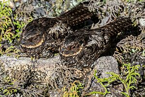 Pair of Eurostopodus diabolicus (Satanic nightjar).jpg