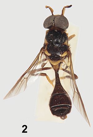 Parastratiosphecomyia stratiosphecomyioides Brunetti (lectotype) - ZooKeys-238-001-g002-2.jpg