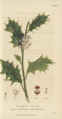 Plate 5 Ilex Aquifolium - Conversations on Botany-1st editionf