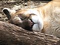 Puma Sleeping