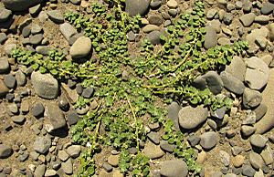Pygmy-goosefoot-1200.jpg