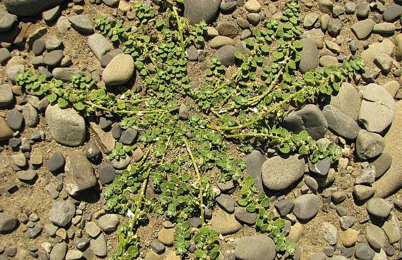 Pygmy-goosefoot-1200