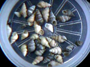 Pyrgophorus coronatus 000