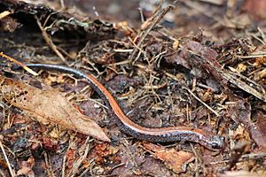 Redback Salamander - MI