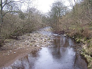 A river cutting through a wood