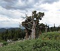Rocky Mountains Bristlecone Pine, Mount Goliath, Colorado (2)