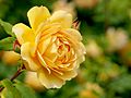 Rose, Golden Celebration, バラ, ゴールデン セレブレーション, (15625709618)