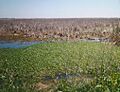 Sabine national wildlife refuge
