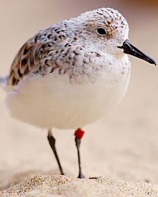 Sanderling (with tag)