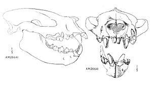 Sarkastodon scull AMNH