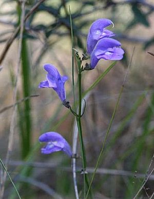 Scutellaria floridana.jpg