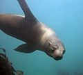Seal at the Cape Town Scuba Diving