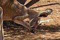 Shattuck 26294, Red Kangaroo, Desert Park, Alice Springs, NT