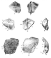 Sinanthropus Skulls VIII and IX