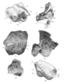 Sinanthropus Skulls V and VI