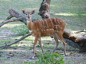 Sitatunga (1)