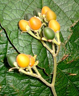 Solanum abutiloides - Ripe fruits.JPG
