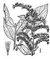 Solidago rugosa03