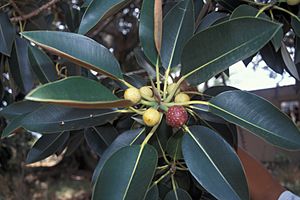 Starr 000501-1307 Ficus macrophylla