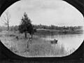 StateLibQld 2 161072 Rowboat on the river at Dutton Park, 1906