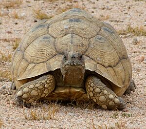 Stigmochelys pardalis, Usakos