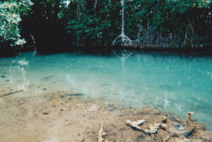 Stream water from Lionel Town Pool, a mineral spring
