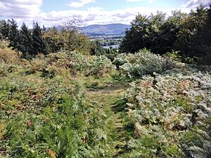 Summit of Rath Turtle Moat, County Wicklow, Ireland 5