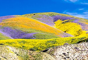 Superbloom at Carrizo 2017