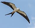 Swallow-tailed Kite (34163638494)