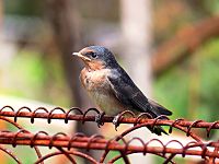 Swallow chick perching444