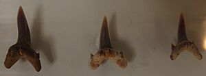Synodontaspis gracilis