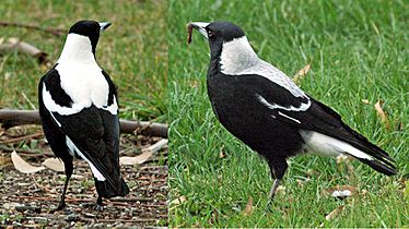 Tasmanian magpie pair