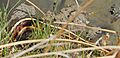 Thamnophis sirtalis dorsalis.jpg
