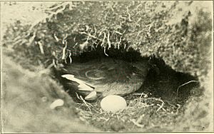 The aquatic birds of Great Britain and Ireland (1906) (14568897740)
