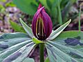 Trillium sessile - Toadshade 3