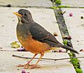 Turdus olivaceus 299461933, crop