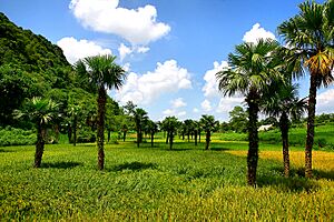 Tuyen Quang