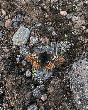 Uncompahgre fritillary butterfly 2