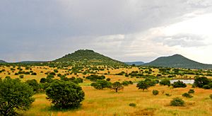 Upland South Africa Savanna