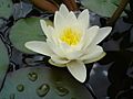 Water Lily - geograph.org.uk - 483063