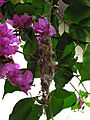 White-throated Gerygone Nesting 5