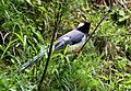 Yellow-billed Blue Magpie I IMG 7393