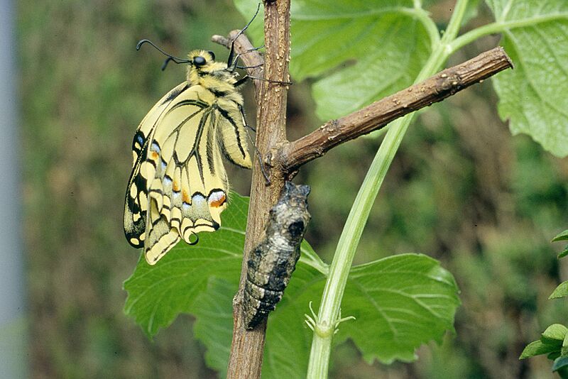 08 Emergence Machaon