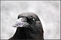 AMERICAN CROW (7143675301)