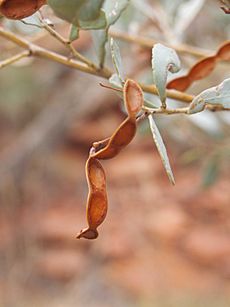 Acacia bivenosa pods
