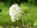 Actaea erythrocarpa0