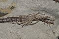 Agaricocrinus americanus (USA) 1