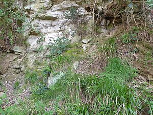 Allington Quarry 1
