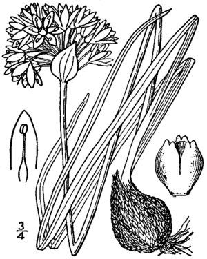 Allium textile drawing