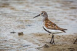 Alpenstrandläufer (calidris alpina) - Spiekeroog, Nationalpark niedersächsisches Wattenmeer